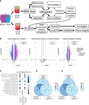 A network-based approach reveals long non-coding RNAs associated with disease activity in lupus nephritis: key pathways for flare and potential biomarkers to be used as liquid biopsies